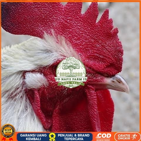 

Telur ayam albino mata merah / telur ayam hias fertil siap cod UD NAFII FARM ID