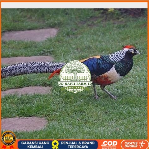 

Telur ayam hias ringneck lady red amherst pheasant fertil asli UD NAFII FARM ID