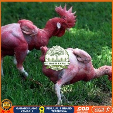 

Telur ayam tanpa bulu / ayam gundul fertil asli siap ditetaskan - ayam tanpa bulu UD NAFII FARM ID