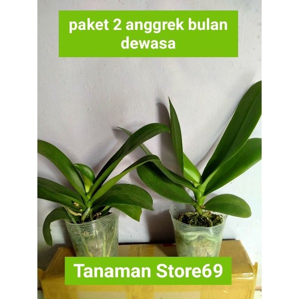 paket 2 anggrek bulan dewasa siap berbunga - anggrek bulan dewasa siap berbunga - bunga hias anggrek