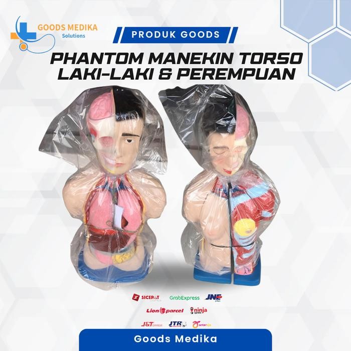 Phantom Manikin Torso Laki-laki & Torso Manikin Perempuan /manikin