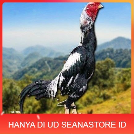 

telur tetas ayam shamo berkualitas unggul UD SEANASTORE ID