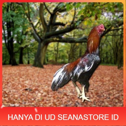

Telur Ayam Pakhoy Super Vertil Siap Di Tetaskan Jaminan Super Oiginal Bergaransi Valid UD SEANASTORE ID