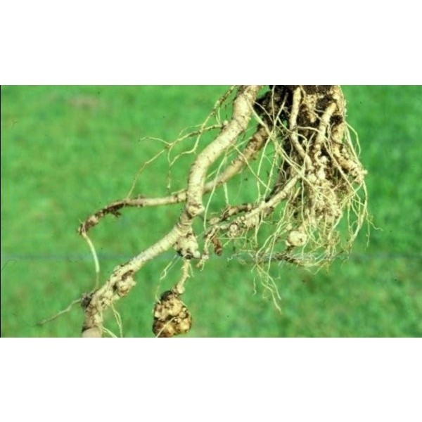 

AZ Promo Jual Akar Pepaya Segar 1 Kg SA