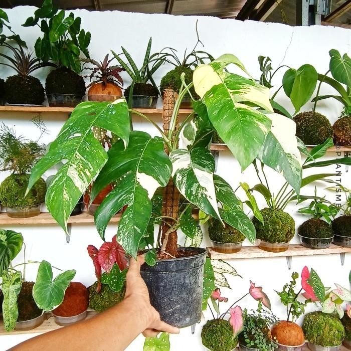 Monstera Albo Epipremnum Pinnatum Varigated | Tanaman Hias Indoor