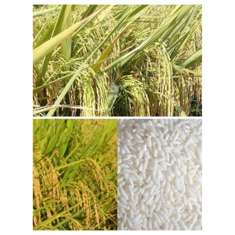 

SUPERAN!! 1KG BENIH KETAN PUTIH /GRENDEL SIAP TANAM