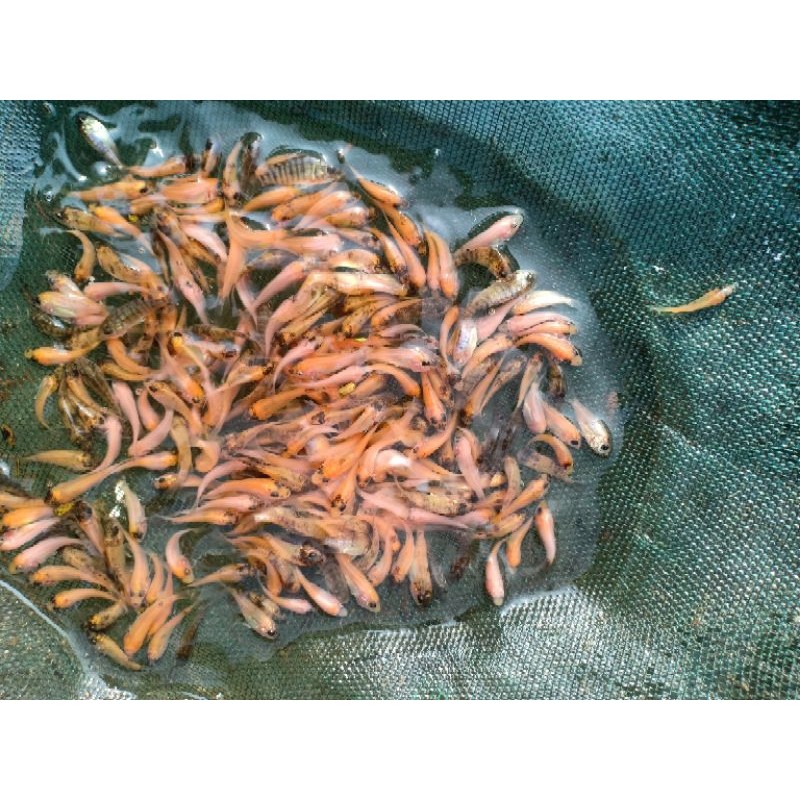 stiker hiasan gacor langsung dari petani Bibit mujair/nila Bangkok kualitas terbaik.