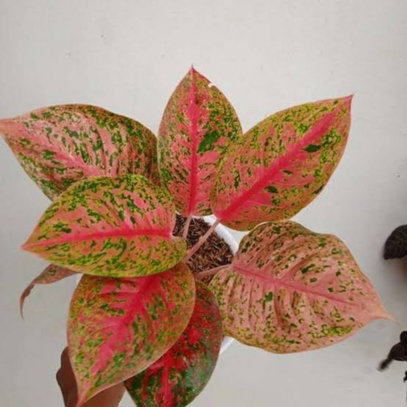 Tanaman Hias Aglonema Red Striptis segar bersih Cantik