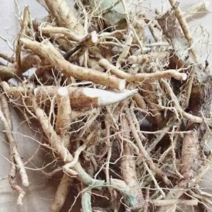 

promo (TERMURAH) Akar sidaguri - akar sidagori segar