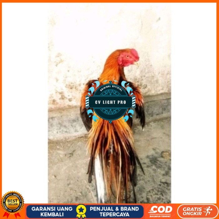 

Telor Ayam Bangkok Ekor Lidi Telur Ayam Hias Fertil hanya untuk ditetaskan - Pejantan 1 CV LIGHT PRO