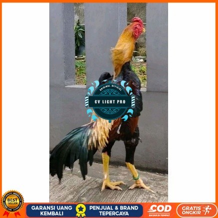 

Telur ayam bangkok shamo taiwan / ayam petarung aduan siap ditetaskan CV LIGHT PRO