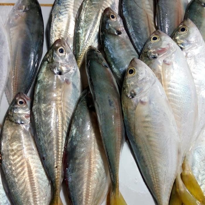

Ikan Kembung Como 500gr