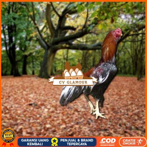 

Telur Ayam Pakhoy Super Vertil Siap Di Tetaskan Jaminan Super Oiginal Bergaransi Valid CV GLAMOUR