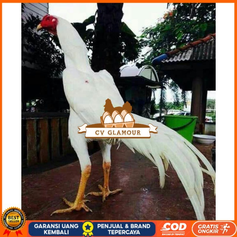 

EKOR LIDI PUTIH TELUR FERTIL CV GLAMOUR