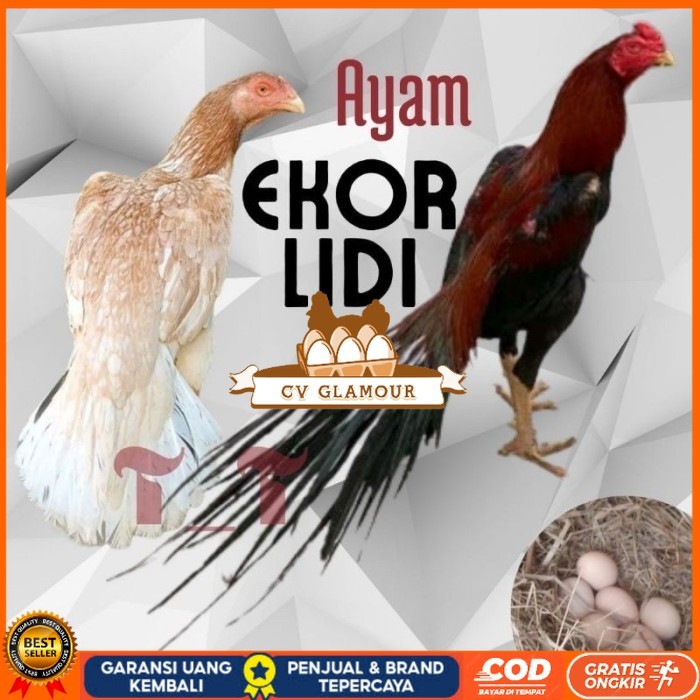 

telur ayam ekor lidi asli original bisa untuk di tetaskan CV GLAMOUR