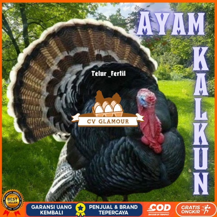 

telur ayam kalkun untuk ditetaskan original berkualitas CV GLAMOUR