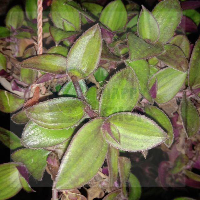 

Daun Kuping Kera Segar - Tanaman Gantung Alami