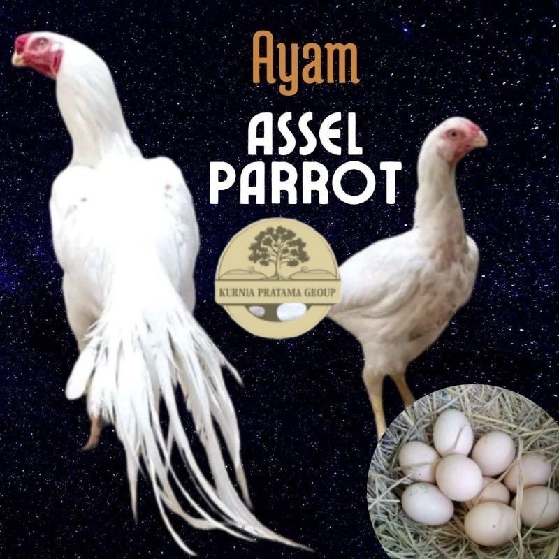 

telur ayam hias assel parrot untuk di tetaskan KURNIA PRATAMA GROUP