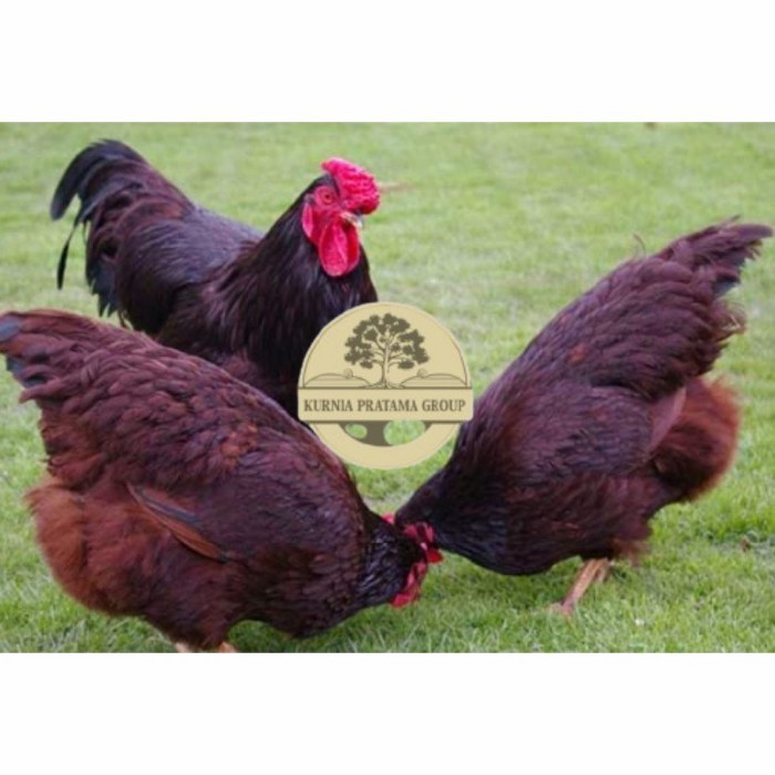 

Telur ayam hias rodhe island fertil asli siap ditetaskan - rodhe island KURNIA PRATAMA GROUP