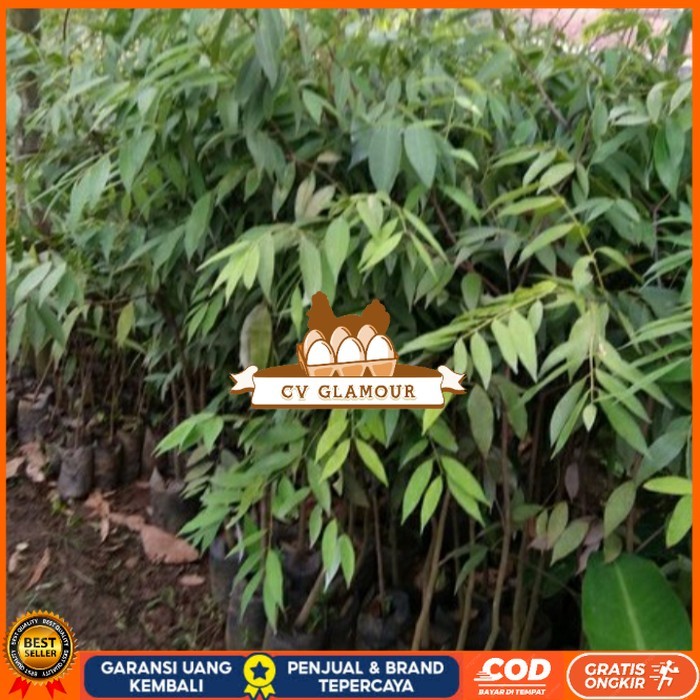 BIBIT POHON NAGASARI LANGKA/ BIBIT KAYU NAGASARI/TANAMAN NAGASARI Bibit Tanaman Super Unggul CV GLAM