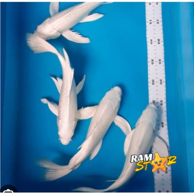 kumpay koi platinum asli gondrong 17-20cm slayer