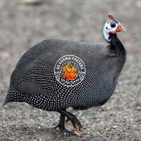 

Telur ayam mutiara / telur ayam hias / telur fertil siap kirim UD KURNIA PRATAMA