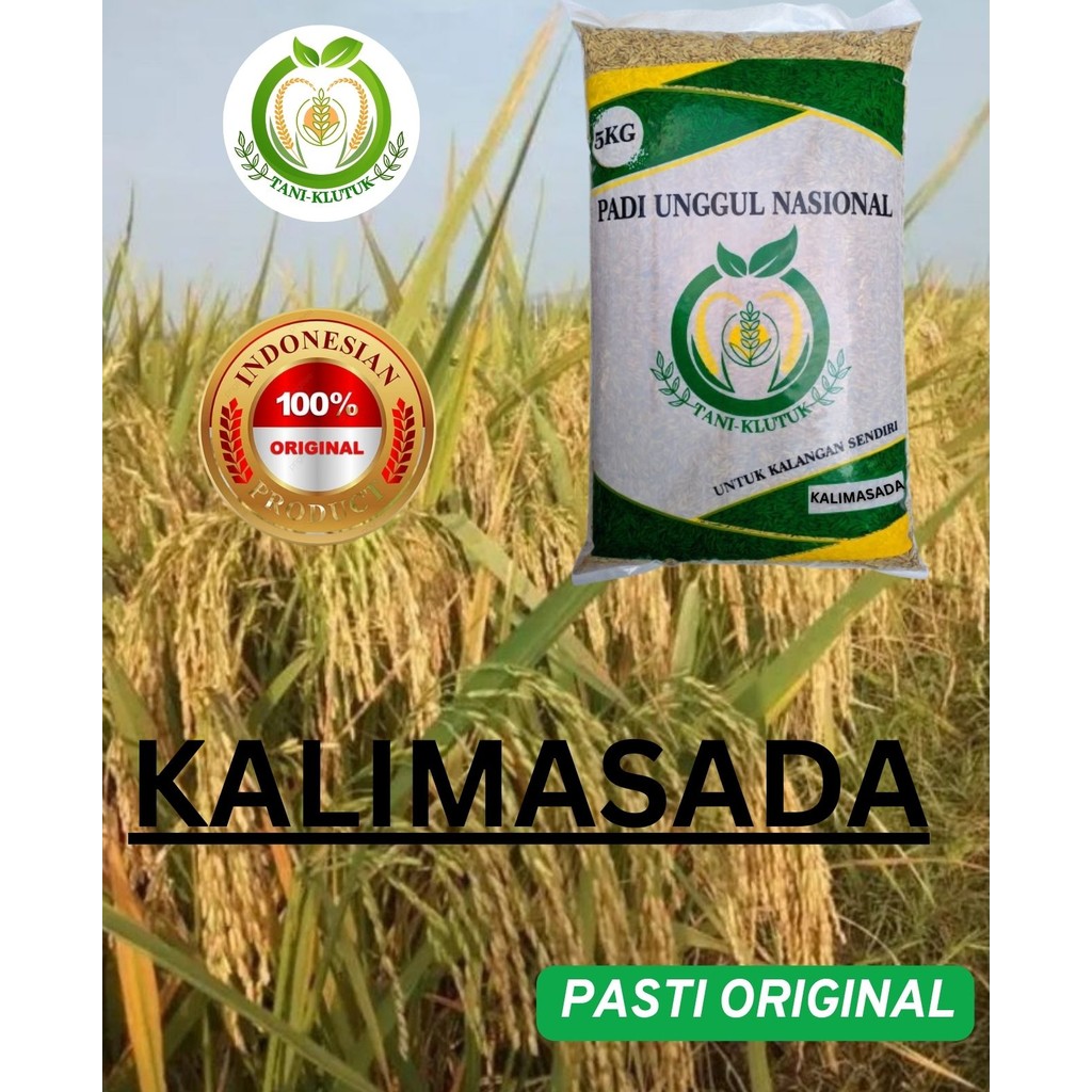 BIBIT/ Biji Padi KALIMASADA Asli Bumi Agro Nusantara 5KG Premium ORIGINAL PRODUK TANI KLUTUK