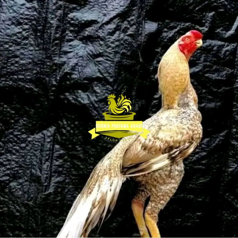 

telur fertil agsel Parrot kualitas terbaik KURNIA PRATAMA ABADI