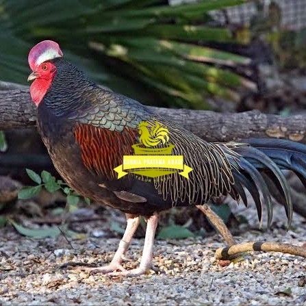 

Telur ayam hutan x jawa / telur ayam hias / telur fertil siap kirim KURNIA PRATAMA ABADI