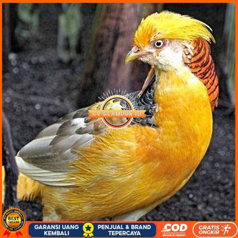 

Telur ayam hias ringneck yellow pheasant fertil siap ditetaskan CV GLAMOUR ID