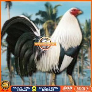 

telur ayam philipin asli AK47 bisa untuk di tetaskan CV GLAMOUR ID