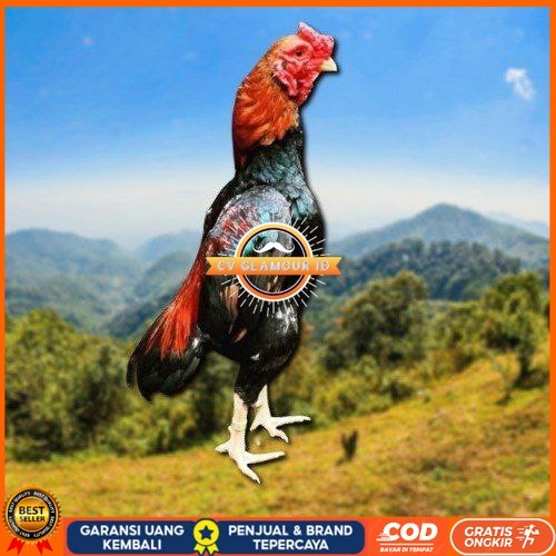 

telur tetas ayam shamo eropa CV GLAMOUR ID