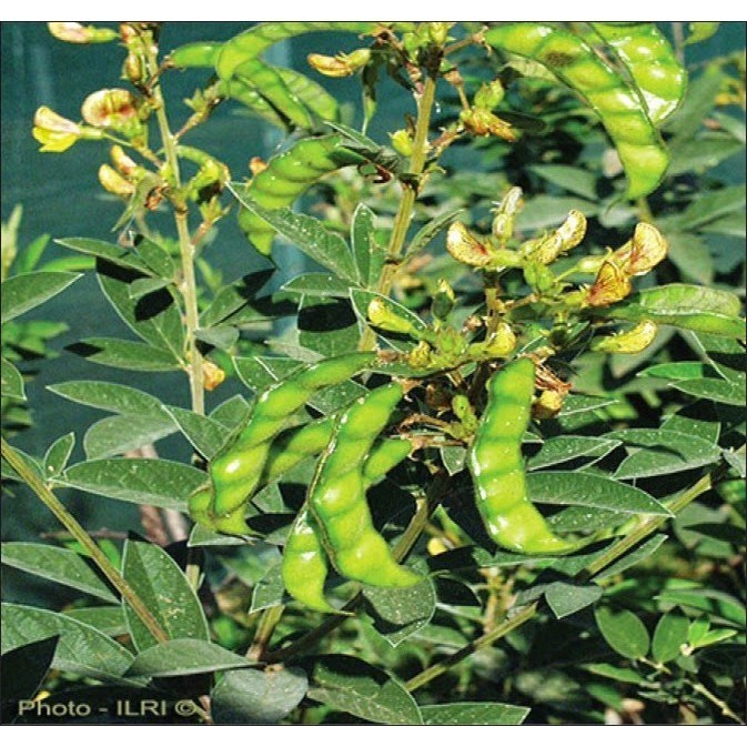 

OHI sayur gude segar/kacang hiris/kacang bali/ritik lias/kacang kaju KC