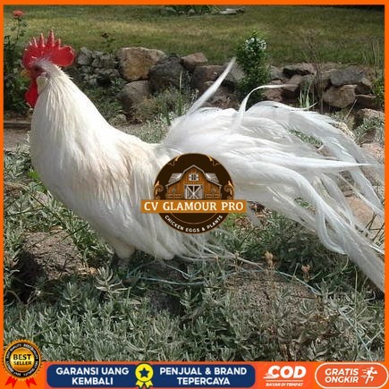 

Telur ayam hias onagadori ekor panjang fertil siap ditetaskan - ayam onagadori CV GLAMOUR PRO