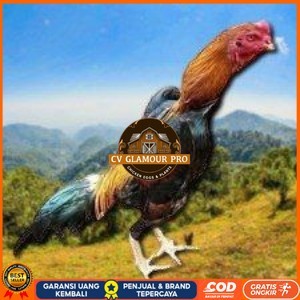 

telur ayam shamo eropa ori bisa untuk di tetaskan super garansi CV GLAMOUR PRO