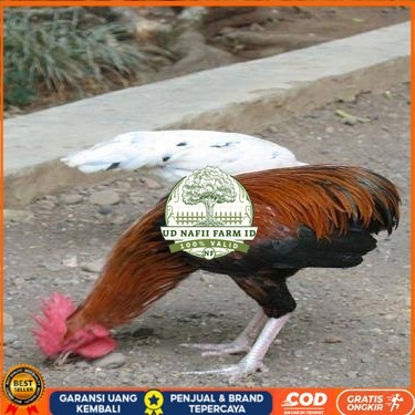

Telur ayam tukung / telur ayam hias / telur fertil siap ditetaskan UD NAFII FARM ID