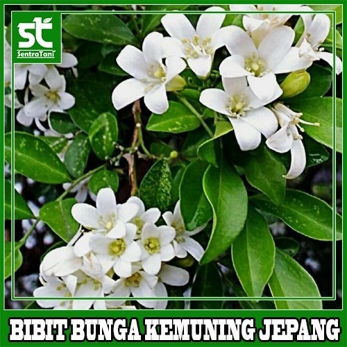 Bibit Bunga Kemuning Jepang Mikro - Pohon Bakal Bonsai Kemuning murah