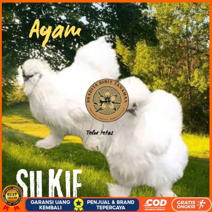 

telur ayam silkie original bisa untuk di tetaskan original berkualitas PRADITA BIBIT TANAMAN