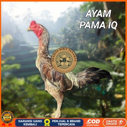 

telur ayam Pama iq untuk di tetaskan PRADITA BIBIT TANAMAN