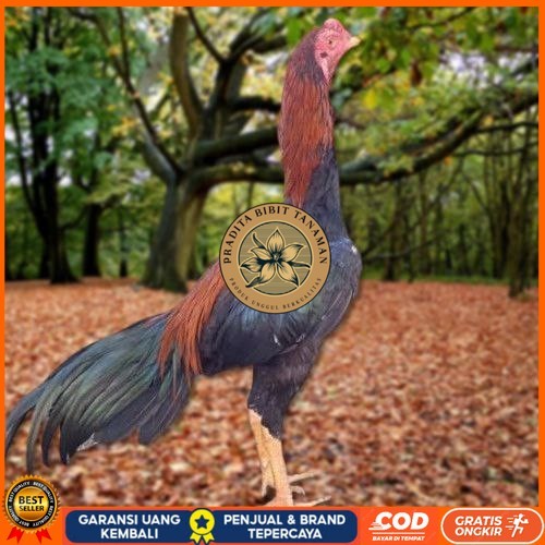 

Telur Ayam Pakhoy Trah Maneedaeng X Blackbull X Black Rose X Durian X Payabod X Jimmywhite X 17yok / Khoyngon Vertil Siap Di Tetaskan Jaminan Super Oiginal Bergaransi PRADITA BIBIT TANAMAN