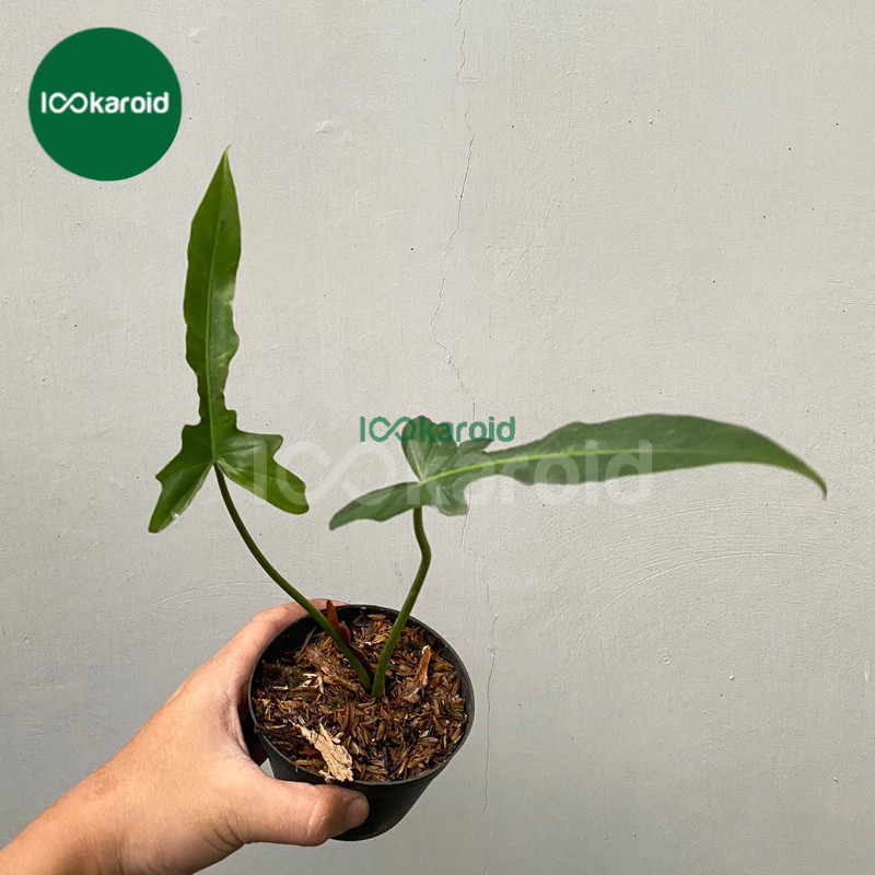 Tanaman Hias Philodendron Longilobatum Narrow