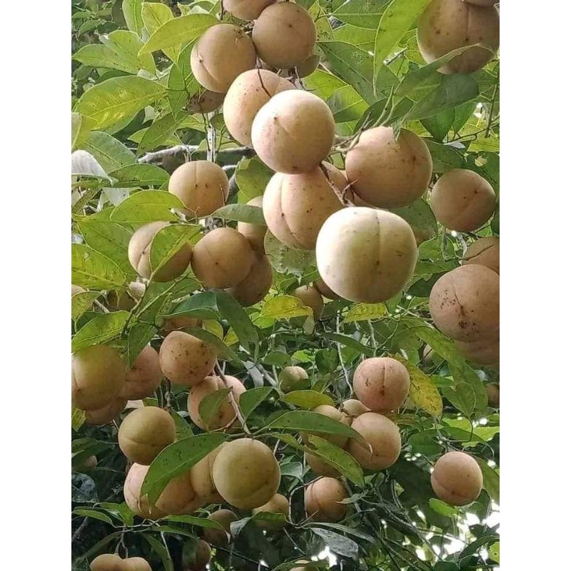 

Buah Pala tua 1 kg dipetik ketika orderan masuk