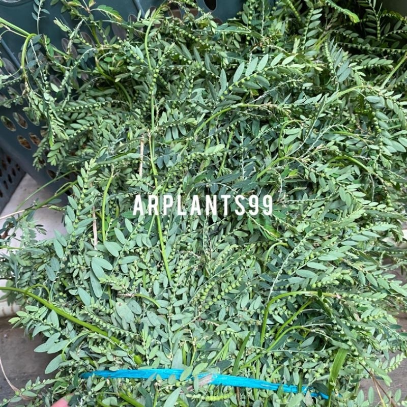 

DAUN MENIRAN SEGAR 100 Gram