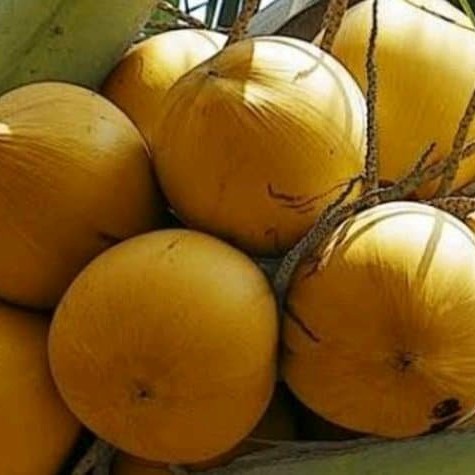 

TB-02 buah kelapa gading kuning muda perbutir