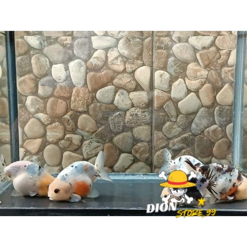 Ranchu Sapi / Spesial cow size 4/6 cm ranchu