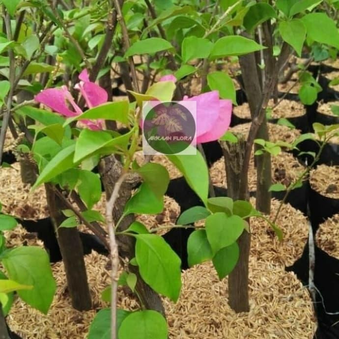 Tanaman hias bibit kembang kertas/Bugenfil