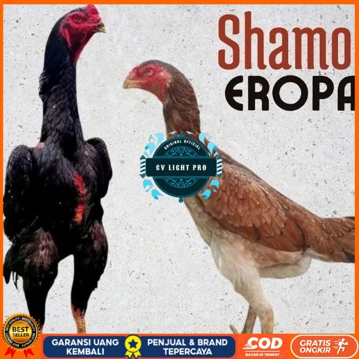 

telur ayam shamo eropa Ori petarung bisa untuk di tetaskan CV LIGHT PRO