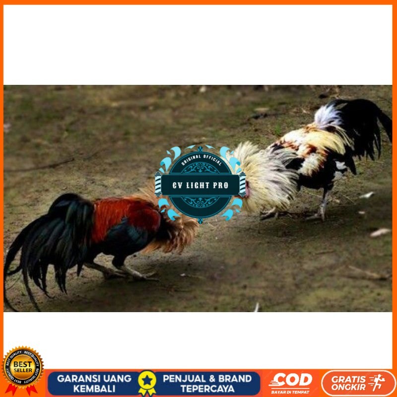 

3 BIJI TELUR PAMA PUKUL STROM promo keras CV LIGHT PRO