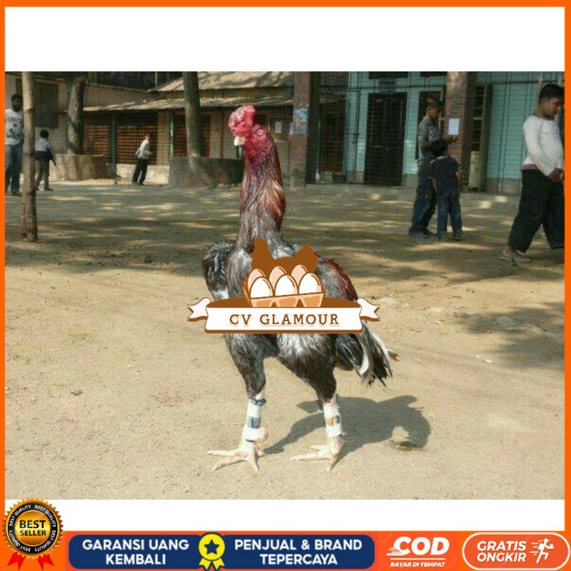 

TELUR AYAM GORDZILLA BIG JUMBO UNTUK DI TETASKAN CV GLAMOUR