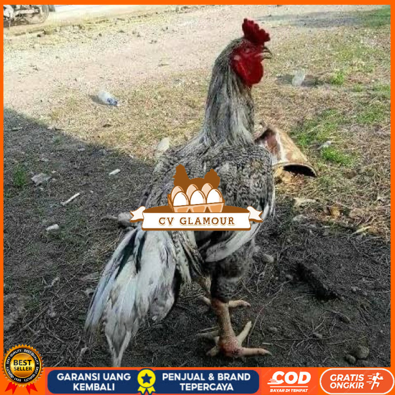 

TELUR FERTIL AYAM GORILA F1 UNTUK DITETASKAN CV GLAMOUR